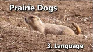 Prairie Dogs Americas Meerkats  Language [upl. by Fante350]