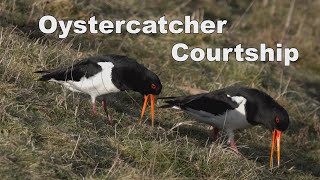 Oystercatcher Courtship  2022 [upl. by Zetnom730]