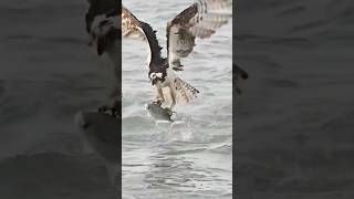 Osprey’s Masterful Catch precision and Power shorts [upl. by Ettena]