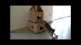 How to Make a Cardboard House for CatsKatzenhaus aus Kartons I DIY [upl. by Rennie]