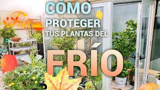 CÓMO PROTEGER LAS PLANTAS DEL FRÍO🥶 [upl. by Anneis]