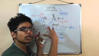 CFTR gene and CFTR protein [upl. by Ariaet]