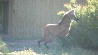 Maned wolves up close [upl. by Dorri66]