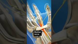 2 Effective Exercises for Carpal Tunnel Syndrome [upl. by Grimbald]