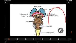 anatomy of mid brain [upl. by Ranitta]