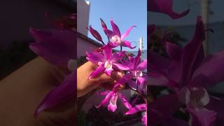 Hermosa floración de esta orquídea Laelia autumnalis 😍😍😍 orchids plants mexico flowers [upl. by Tildie970]