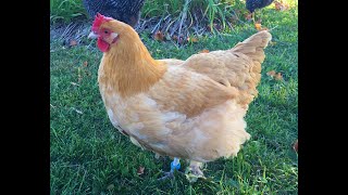 Breed Overview Buff Orpington Chickens [upl. by Smaoht]