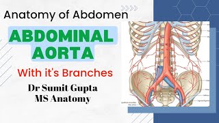 ABDOMINAL AORTA  Anatomy [upl. by Lezlie]