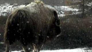 Muskox in kuujjuaq [upl. by Sivle]