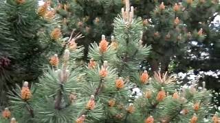 Pollen Clouds  Austrian Black Pine Pinus nigra austriaca [upl. by Aikcin610]