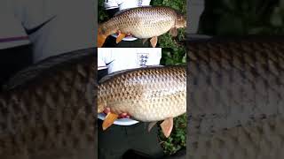 Perfect Common Carp🐟 carpfishing fishing carp carpfishinguk creedylakes [upl. by Ahseenyt]