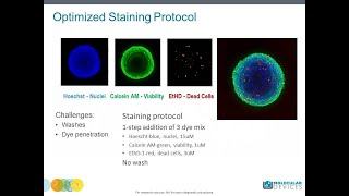 How to setup a 3D spheroid assay using confocal imaging [upl. by Klemm]