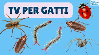 TV Per Gatti 🐱  ⭐ 3 ORE ⭐ di Insetti Scarafaggi Coccinelle Ragni e Millepiedi 🐞🪳🕷️🪱 [upl. by Ajet]