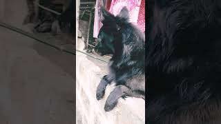 Guyes amio chole jachi shortshortfeed doglover cute lovepets rimpatimestory [upl. by Sadnak]