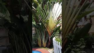 The Palm Tree  Ravenala Madagascariensis standing nearby the swimming pool [upl. by Everrs]