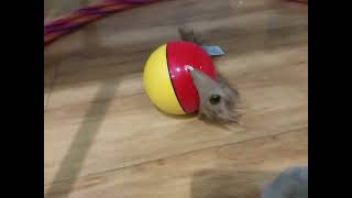 Flip Over Ferret vs Pitter Patter pets rabbit at Metrocentre Gateshead Toy Shop Entertainer Nov 2024 [upl. by Catherina455]