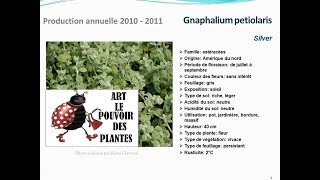 conseils jardinage Gnaphalium petiolaris silver fiche technique plante annuelle [upl. by Herring87]