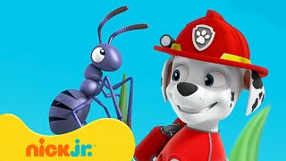 Patrulha Canina  Aventuras com o PEQUENO Marshall  Nick Jr em Português [upl. by Hgielrak455]