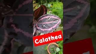 Calathea 💯🤪 Calathea Plant 💐 Indoor Plant shorts plants 🪴 UralOrchid 🎯 [upl. by Jaimie]