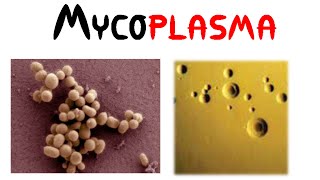 Mycoplasma [upl. by Jonna]