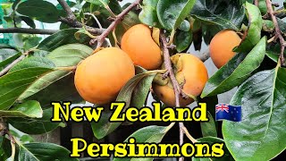 New Zealand Persimmons [upl. by Namien]