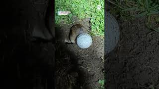 Gopher pushes golf ball out of hole in ‘reallife Caddyshack’ moment [upl. by Marve853]