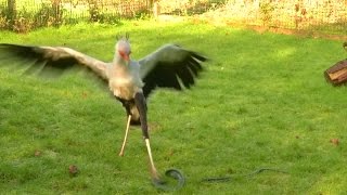 Greifvogel begeistert Wissenschaftler Schlangentöter mit Schnellkraft  DER SPIEGEL [upl. by Eerahc]