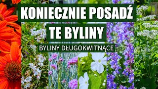 6 bylin do ogrodu które mega długo kwitną Musisz je mieć [upl. by Kylila]