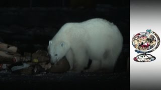 The Canadian Town Living With Polar Bears [upl. by Ardnoik]