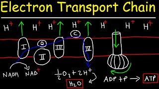 Electron Transport Chain  ATP Synthase Chemiosmosis amp Oxidative Phosphorylation [upl. by Edora]