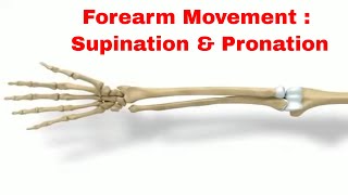 How To Get The Perfect Forearm PronationSupination For Your Workout [upl. by Abbie674]