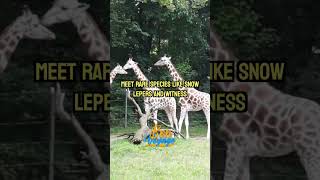 3 Best Zoos in the U S [upl. by Kwei85]