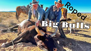 Roping Big Bulls on the Bundy Ranch quotWe filled the trailerquot [upl. by Dole712]