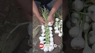 Want a Bountiful Garlic Harvest Watch This Now [upl. by Tengdin]