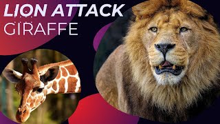 Lion attack Giraffe [upl. by Nimsaj873]