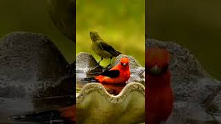 Beautiful Scarlet Tanager Pair Bathe to Song quotYoure Beautifulquot tanagers colorfulbirds birdbath [upl. by Armillda]