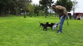 Cuida a tu familia empresa o negocio con un pastor belga malinois para guardia y proteccion [upl. by Etna]