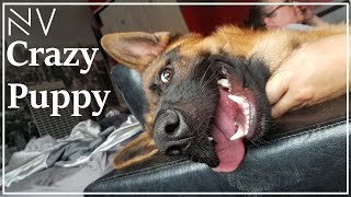 Crazy 8 Month Old German Shepherd Puppy [upl. by Leugim661]