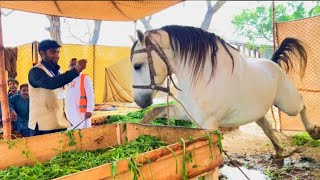 2022 World Champion Sultan Horse In Punjab Pakistan [upl. by Dymoke931]