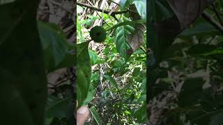 MARMELADA DO MATO CORDIERA MACROPHYLLA shortsvideos coisasdointeriordotocantins [upl. by Eniaj]