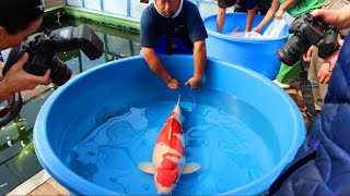 Jumbo Koi fish Harvest  Marudo Koi Farm [upl. by Kcirevam]