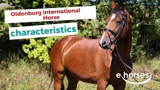 Oldenburg International Horse  characteristics origin amp disciplines [upl. by Aned571]