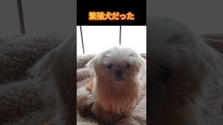 【繁殖犬】繁殖犬だった小さな マルチーズ 保護犬 犬動画 保護犬を迎える dog 繁殖犬 繁殖引退犬 保護犬を飼う 保護犬引き取り doglover いぬのきもち [upl. by Cchaddie]