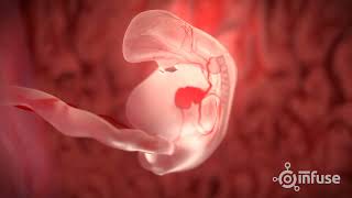 Fetal Development 3D Animation  Infuse Medical [upl. by Atal]