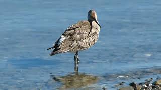 Hudsonian Godwit [upl. by Jennings67]