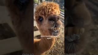 Llama 🦙 spitting on me🥲 viralvideoyoutubeshortsvideo funnyanimalsytshortsmemes nature [upl. by Yraunaj999]