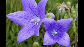 Traditional uses and benefits of Balloon Flower [upl. by Monaco]