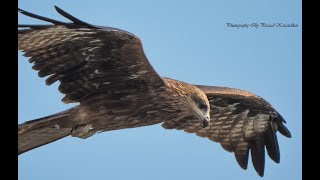 Black Kite Hunting Video 4K at Kavadi Pat Near Pune [upl. by Yreffoeg]