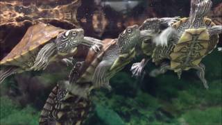 Golden Thread amp Red Eared Slider Turtles at LFS [upl. by Rubin]