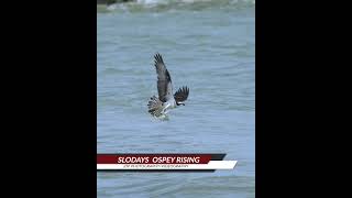 Osprey Rising osprey birdofprey bird [upl. by Jagir]